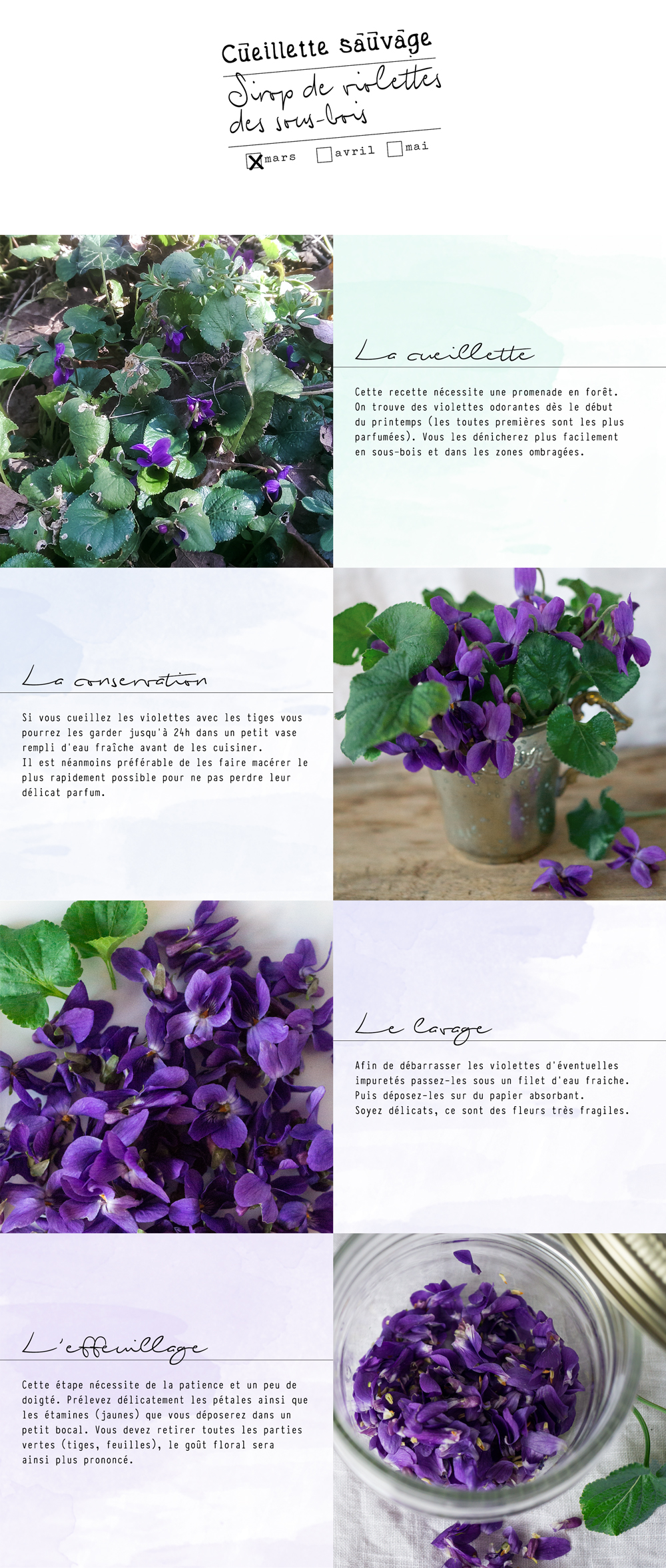 bluette.fr // recette sirop violettes 1